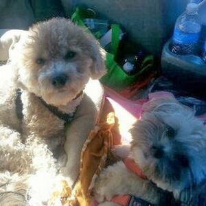 Meet your Posher, Roger